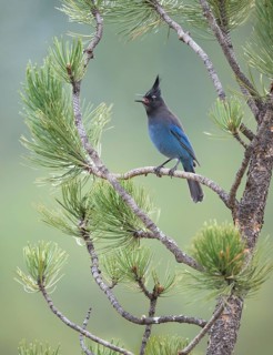 Steller's Jay (Cyanocitta stelleri) calling, perched on a conifer branch, Colorado, USA