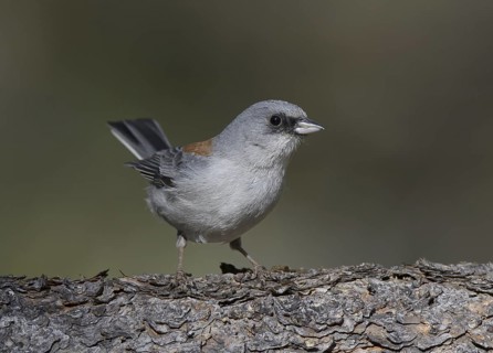 Red-backed Junco (Junco hyemalis dorsalis), New Mexico, USA