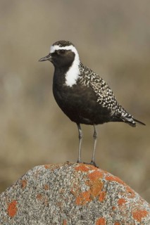American Golden Plover (Pluvialis dominica), Manitoba, Canada
