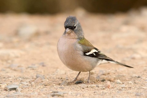 Common Chaffinch (Fringilla coelebs africana) male, Morocco