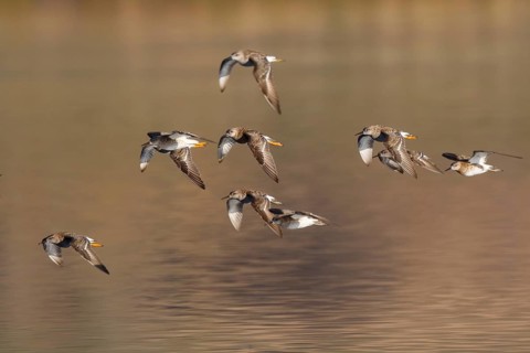 Ruff (Calidris pugnax) group flying, Lesvos, Greece