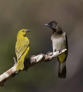 Holub's Golden Weaver & Common Bulbul (Ploceus xanthops & Pycnonotus barbatus), Chobe, Botswana
