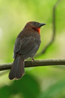 Red-throated Ant-Tanager (Habia fuscicauda) perched on a branch in Costa Rica