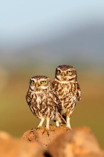 Little Owl (Athene noctua), Castile-La Mancha, Spain