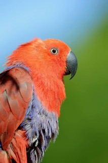 New Guinea noble parrot (Eclectus polychloros), female, captive, occurring in New Guinea