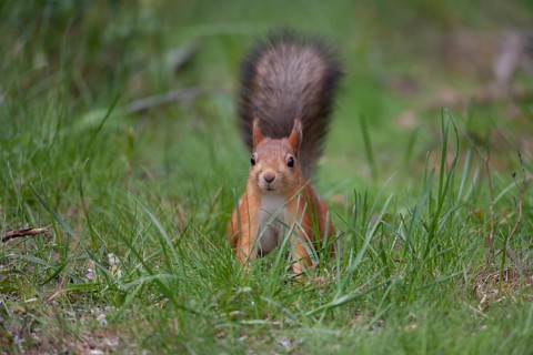 Red squirrel (Sciurus vulgaris) adult animal in a forest clearing in summer, Finland