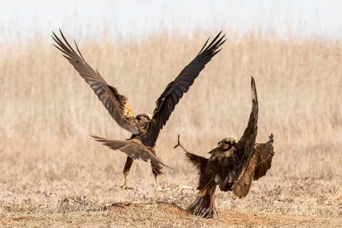 Western Marsh Harrier (Circus aeruginosus) female fighting, Castile-La Mancha, Spain