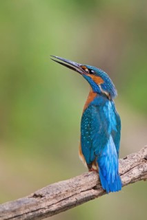 Common Kingfisher (Alcedo atthis) male, Saxony-Anhalt, Germany