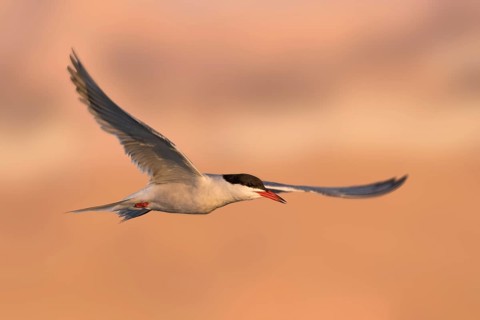 Common Tern (Sterna hirundo) flying, Eilat, Israel