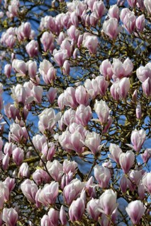 Magnolias (Magnolia) in bloom, North Rhine-Westphalia, Germany