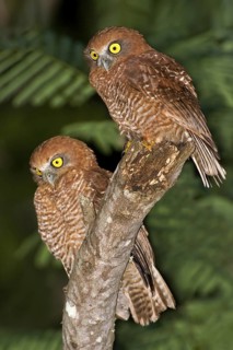 Christmas Boobook (Ninox natalis), Christmas Island, Australia