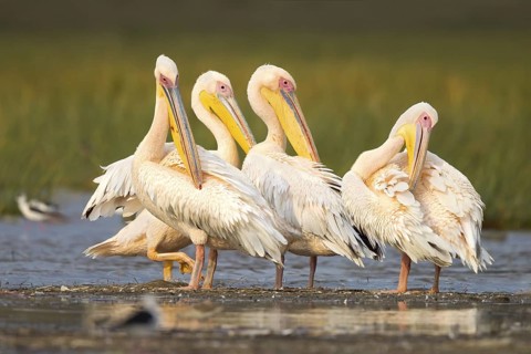 Great White Pelican (Pelecanus onocrotalus), Masai Mara, Kenya