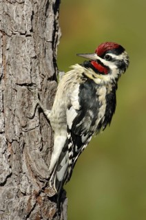 Yellow-bellied Sapsucker (Sphyrapicus varius) male, Texas, USA