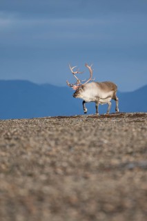 Svalbard Reindeer (Rangifer tarandus platyrhynchus), male, bull with blood-red antlers, tundra in