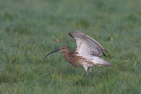 Eurasian Curlew (Numenius arquata), North Rhine-Westpalia, Germany