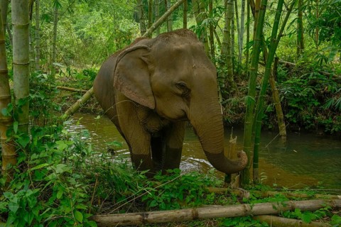 An Asian elephant stands gracefully near a tranquil stream, surrounded by the vibrant greenery of a