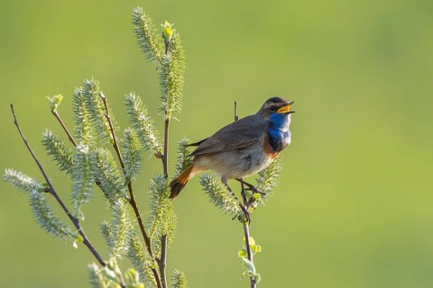 Bluethroat (Luscinia svecica cyanecula) male singing, Netherlands