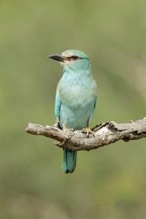 Scharrelaar, European Roller, Coracias garrulus