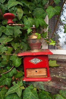 Old English coffee grinder on a windowsill surrounded by ivy, Bavaria, Germany