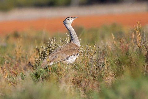 Australian Bustard (Ardeotis australis), Queensland, Australia