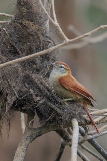 Rusty-backed Spinetail (Cranioleuca vulpina) perched on a branch in the Pantanal region of Brazil
