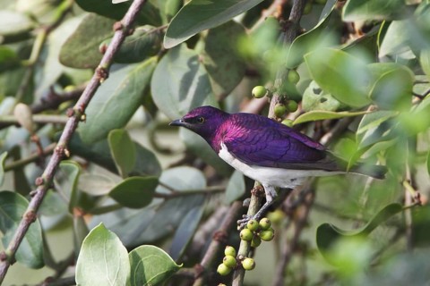 Violet-backed Starling (Cinnyricinclus leucogaster) male, Masai Mara, Kenya
