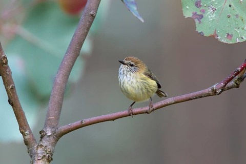 Striated Thornbill (Acanthiza lineata), Victoria, Australia