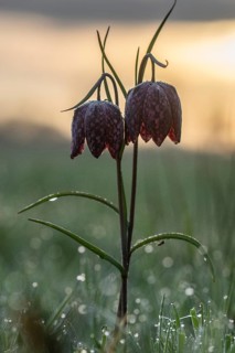 Snake's Head Fritillary (Fritillaria meleagris), Emsland, Lower Saxony, Germany