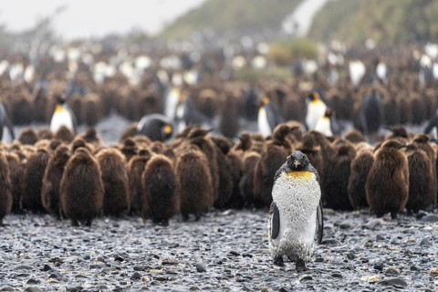 King penguin (Aptenodytes patagonicus), adult bird in moult in front of a group of brown chicks in