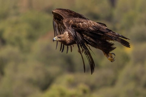 Golden eagle (Aquila chrysaetos), in flight, Andalusia, Spain