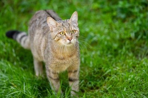 European wildcat (Felis silvestris silvestris) on a meadow, Hesse, Germany
