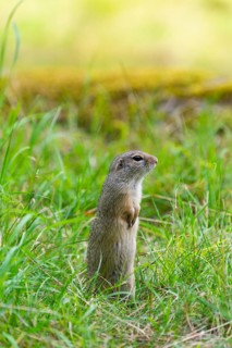 European ground squirrel (Spermophilus citellus) on a meadwo, Bavaria, Germany