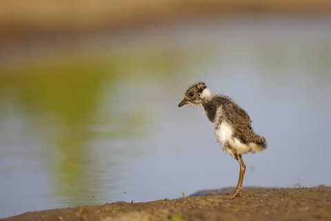 Northern Lapwing (Vanellus vanellus) juvenile, North Rhine-Westphalia, Germany