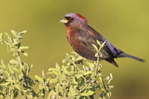 Varied Bunting (Passerina versicolor) perched on a branch in southern Arizona, USA