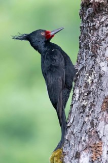 Magellanic Woodpecker (Campephilus magellanicus) female climbing up tree, Araucania, Chile