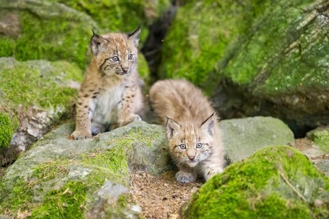 Eurasian lynx (Lynx lynx) youngsters (cubs) on a rock in a forest, Bavaria, Germany