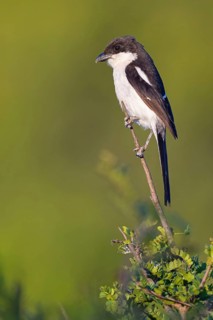 Fiscal Shrike, (Lanius collaris), Common Fiscal, Southern Fiscal, Pie-grièche fiscale, Alcaudón
