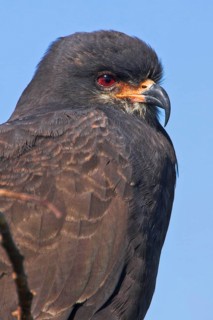 Snail Kite (Rostrhamus sociabilis), Florida, USA