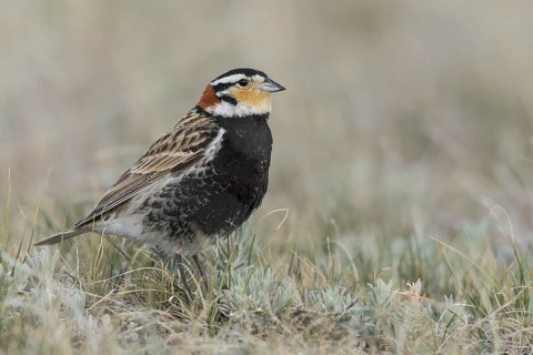 Chestnut-collared Longspur (Calcarius ornatus) perched on a branch in Alberta, Canada