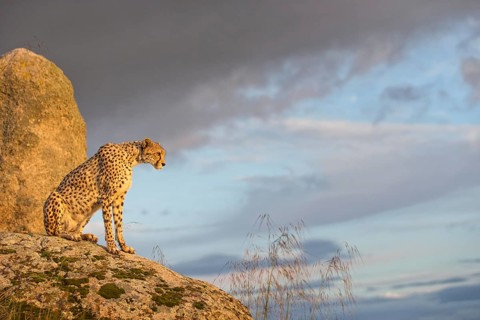 Cheetah (Acinonyx jubatus) female sitting on a rock below dark clouds, Castile-La Mancha, Spain