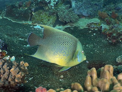 Koran angelfish (Pomacanthus semicirculatus)