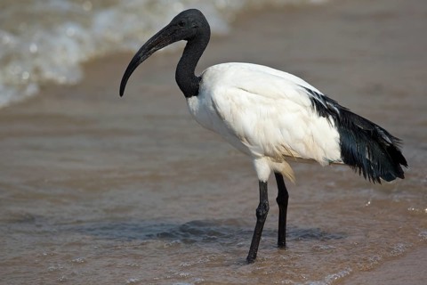 African Sacred Ibis (Threskiornis aethiopicus) foraging at shoreline, Semuliki National Park,