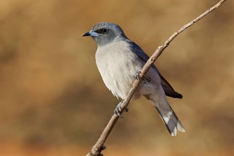 Masked Woodswallow (Artamus personatus), Western Australia, Australia