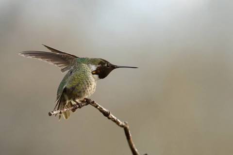 Anna's Hummingbird (Calypte anna), Sacramento County California stretching wings