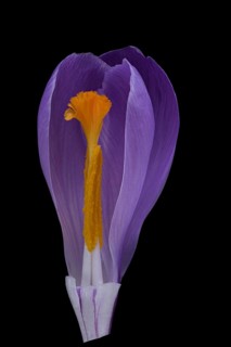 Spring crocus (Crocus vernus), spring saffron, flower, Germany