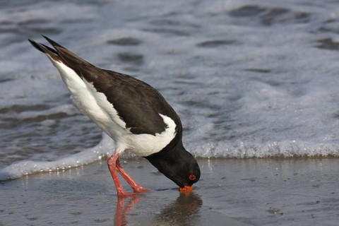 Eurasian Oystercatcher (Haematopus ostralegus) foraging, Lower Saxony, Germany
