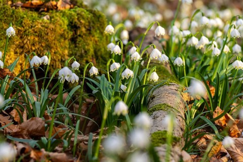 Blooming spring knotweed (Leucojum vernum), also known as marzenbecher, growing on the ground of a