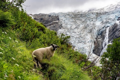Sheep (Ovis gmelini aries) on a steep mountain meadow in front of a glacier, mountain landscape