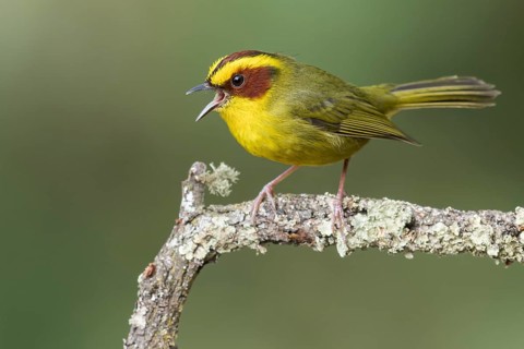 Golden-browed Warbler (Basileuterus belli) perched on a branch in Oaxaca, Mexico