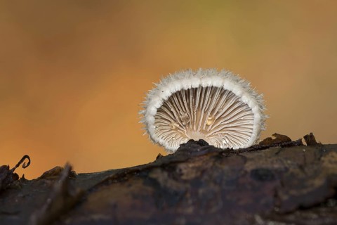 Waaiertje; common porecrust; schizophyllum commune